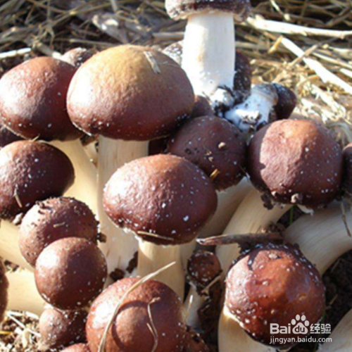 大球盖菇栽培技术