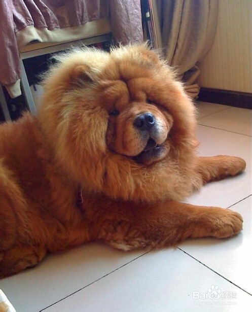 松狮缺钙怎么办?松狮什么时候需要补钙?