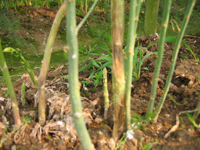 芦笋七大病虫防治技术大全