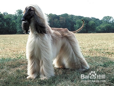 怎样训练阿富汗犬