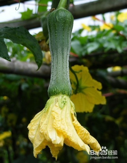 丝瓜花的吃法与药用