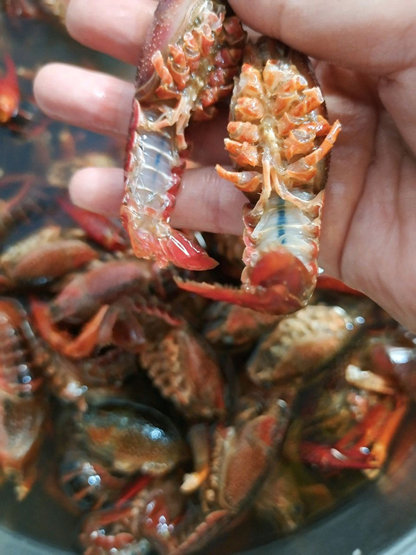 蒜蓉咖喱小龙虾