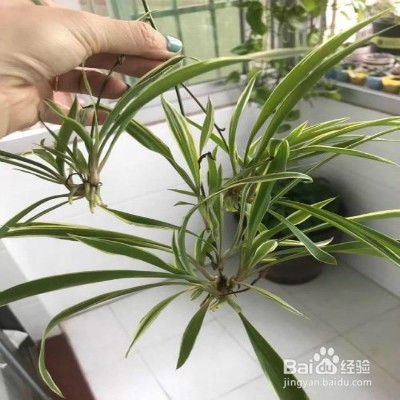 让吊兰爆小芽的方法