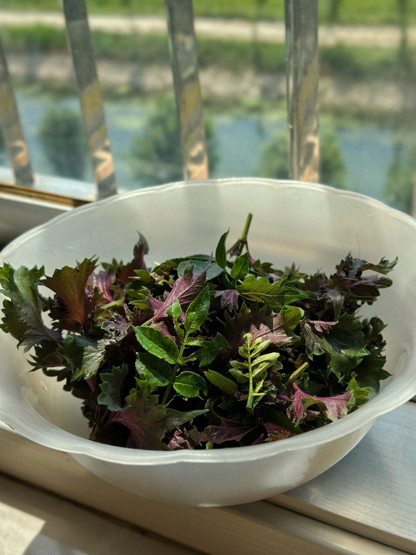 炸紫苏叶花椒叶