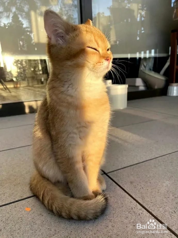 关于猫咪的6个冷知识，你知道吗