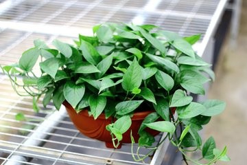 适合种植在室内的植物