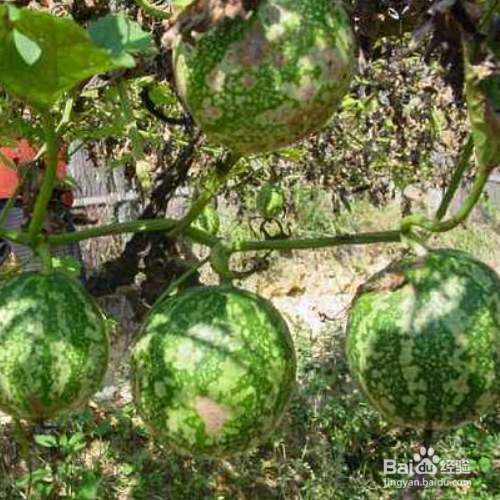 瓜蒌的培育方法和注意事项