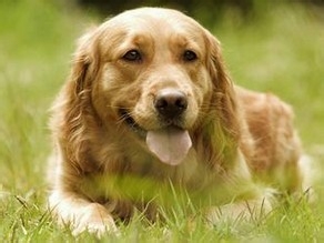 狗狗脖子掉毛怎么办