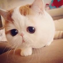 养宠物什么宠物好