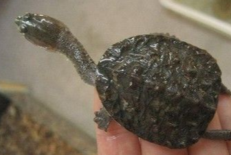 幼龟吃什么怎么喂