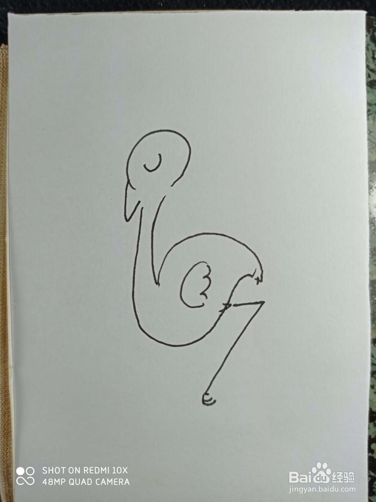 怎样画简笔画鸵鸟