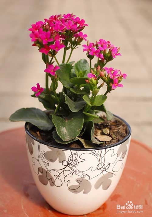 如何养出漂亮的长寿花