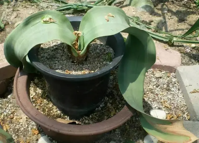 10种奇妙植物的功能有哪些
