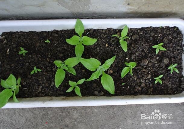 冰菜种植的方法