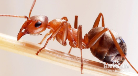 家中有红蚂蚁怎么处理