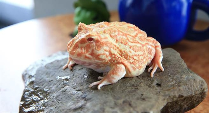 黄色的青蛙是什么品种