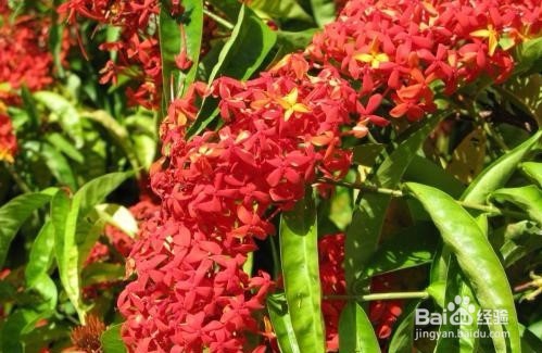 盆栽龙船花的诀窍