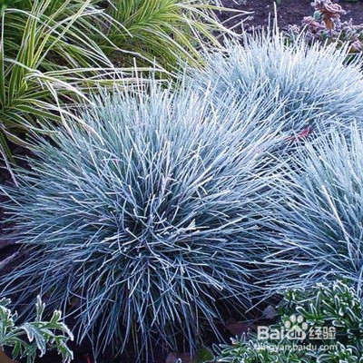 蓝羊茅养殖方法