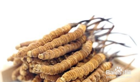 冬虫夏草食用方法