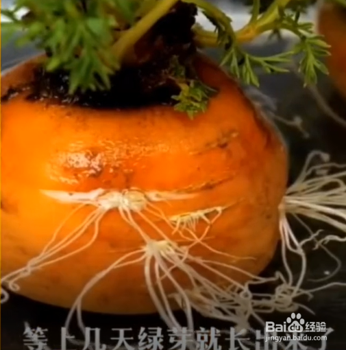在生活中的种植的小妙招