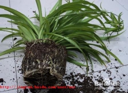 吊兰春季管理方法及注意事项控制匍匐茎太长