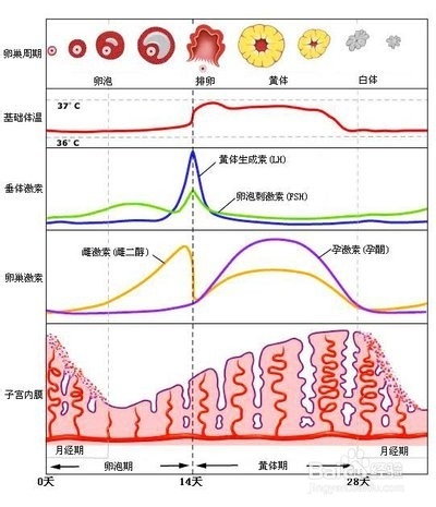 从原理到手段,靠谱且适合你的避孕措施