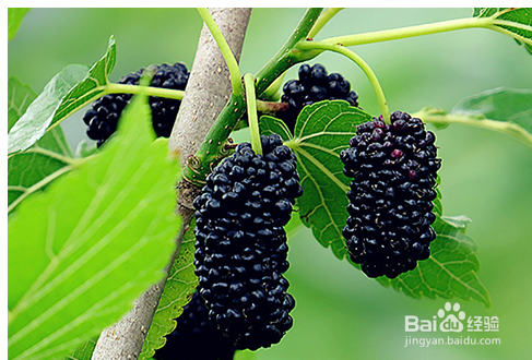 桑葚颜色手怎么去除