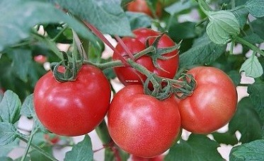 <b>西红柿的作用有什么</b>