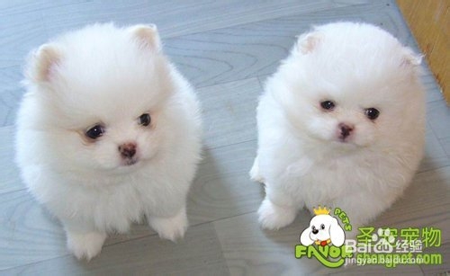 狗狗挑选应该注意哪些事项