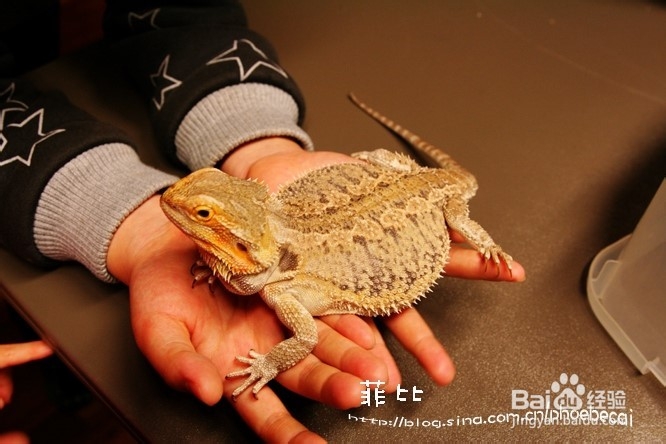 温哥华自然公园珍奇爬行动物展