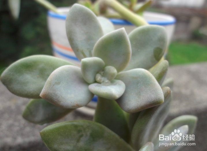 冬美人老桩修剪教程