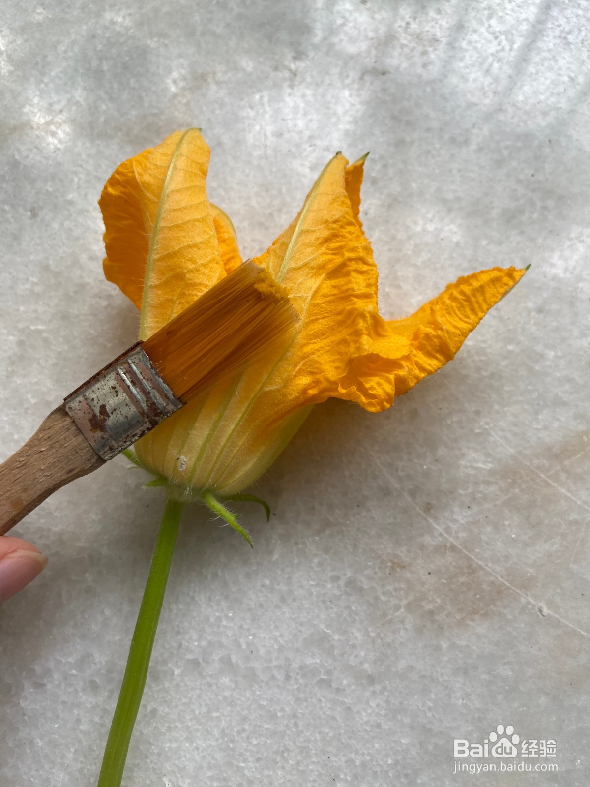 阳台种植西葫芦如何授粉