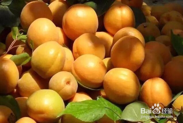 蔚县的特产有什么？