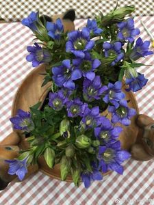 龙胆花盆栽怎么养