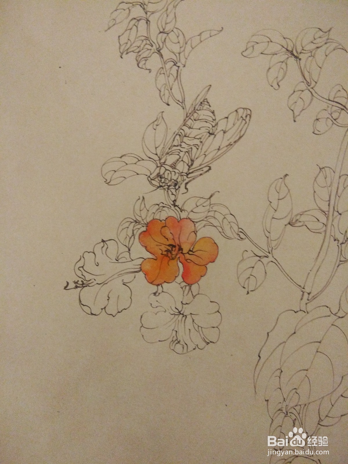 如何用卡纸画凌霄花