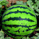 孕妇不能吃哪些食物