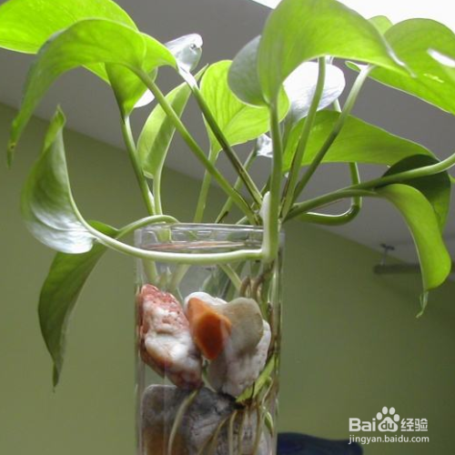 水培绿萝叶子发黄怎么解决?