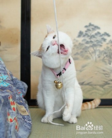 怎么让猫知道自己的名字