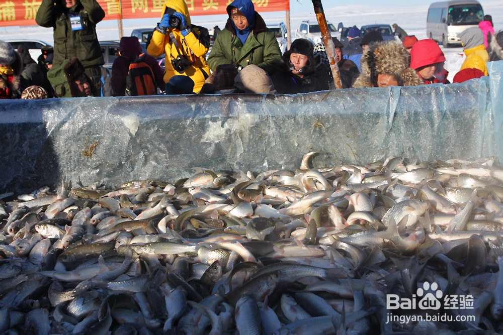 【内蒙古】达里湖冬捕节旅游攻略