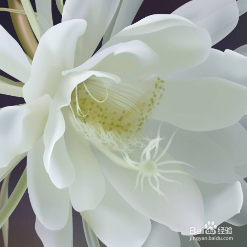 昙花叶子上面长白斑怎么回事