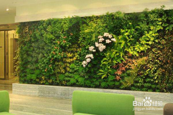 如何让植物墙更美？