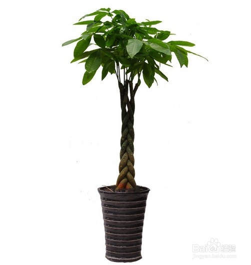 哪些植物可以净化空气