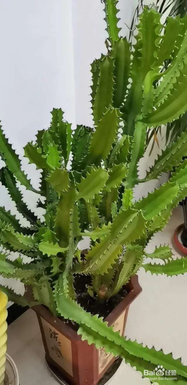 霸王鞭，威武霸气，一长就是五六米