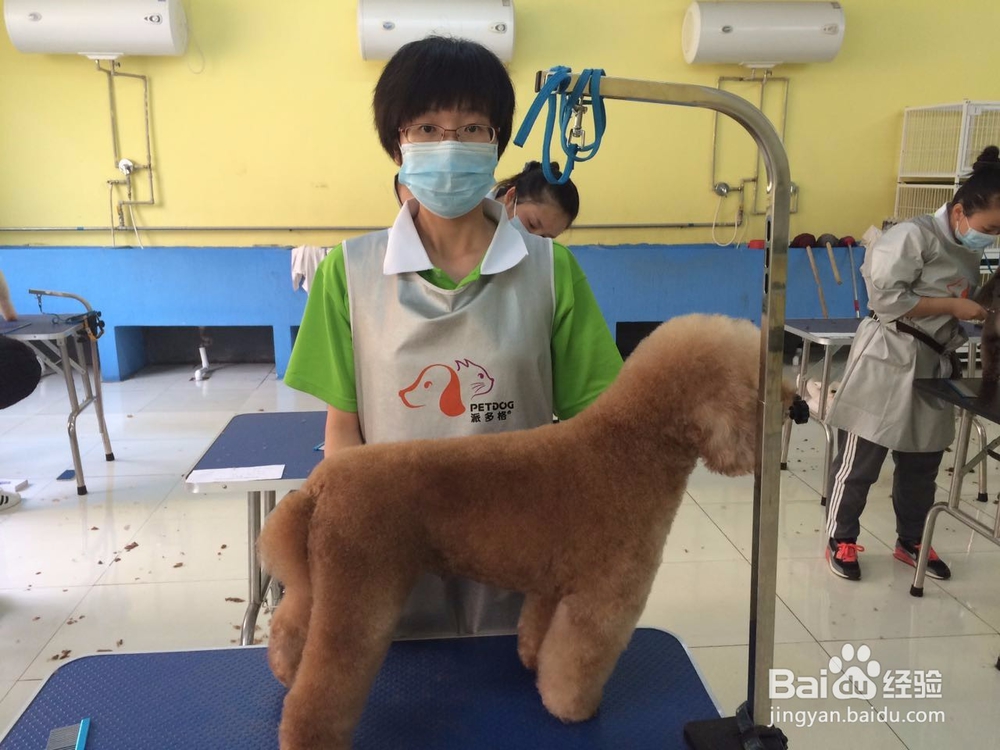 宠物美容行业怎么样