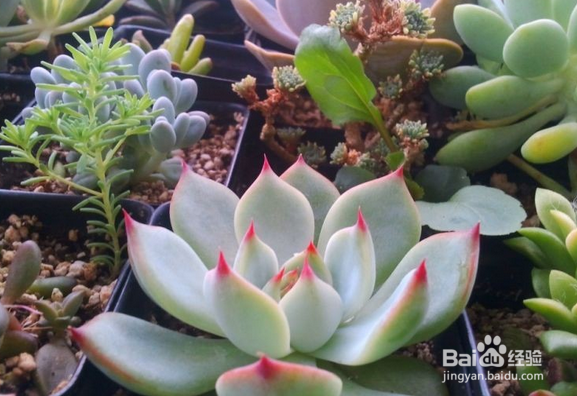 怎样使多肉植物变成美丽的颜色？