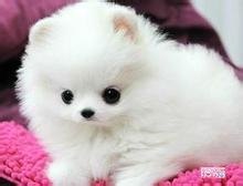 购买狗狗的注意事项