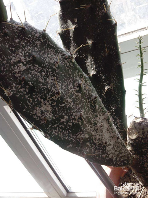 仙人掌上长满了白斑怎样处理