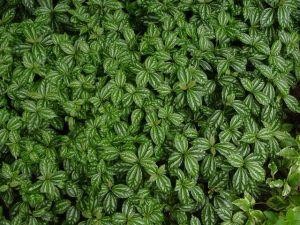 常见冷水花品种及养护