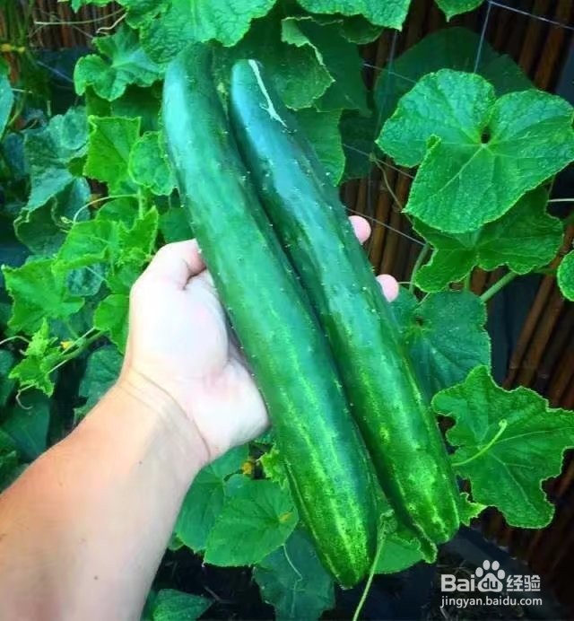 常吃什么能让皮肤变美