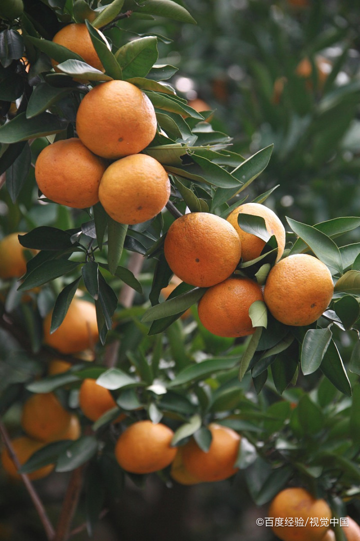 橘子皮在生活中的妙用